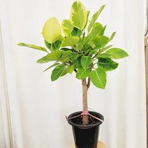 하늘꽃농원 뱅갈 고무나무 외목대 실내공기정화식물 관엽식물