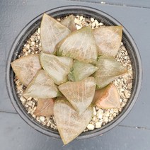 꽃다리 아방궁 59 다육식물 하월시아 아이만배송, 1개