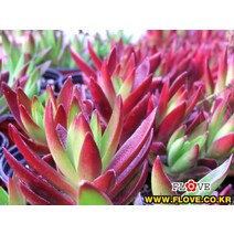 적기성