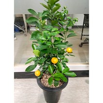[이삽저삽]깔라만시나무화분(키70-80cm내외/ 7치화분포함)접목 개화주 결실주/열대과일나무 비타민C 폴리페놀 다량함유/건강나무 관상용