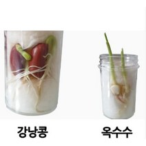 여러 가지 식물의 한살이 1인