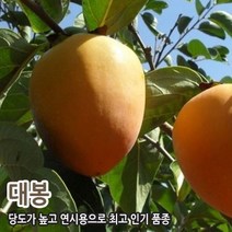 감나무 대봉감나무 2년생 분묘, 1개