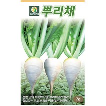 다농 산천 왕까마중 50립 - 씨 씨앗 까마중씨앗 까마중씨 강태 깜두라지 용규 나물씨앗 민속채소 채소씨 채소씨앗, 07_다농_뿌리채(7g)