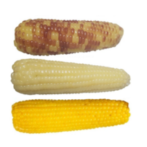 냉동 옥수수 맛있는 찰옥수수 20개, 황찰옥수수20개