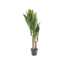 까사미아 림드)행운목90cm