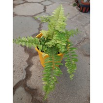 무늬보스톤고사리