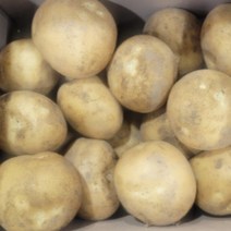 두백 수미 햇 감자 강원도 국내산 제철 1kg 3kg 5kg 10kg, 수미감자(특상품) 5kg내외, 1개