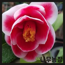 (나무농장) 동백나무 옥도 포트
