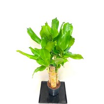 금천죽 (중), 1개