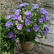 스토케시아 8cm포트 2개 노지월동 다년초 여름장기개화 [케이야생화]