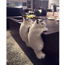 고양이분양 인형 선물 소품샵 먼치킨분양 친칠라분양 고양이입양, 2개 가격