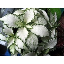 [관엽식물]피토니아 화이트스타