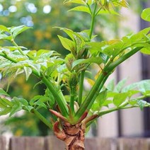 목하원예조경 두릅나무 민두릅 (가시없는두릅) 1년생 40cm전후