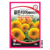 골든치어해바라기 30립 / 해바라기씨앗 해바라기씨 꽃씨