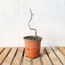 빨간꽃 미니 홍 명자 산당화 나무 붉은꽃 홍천조 홍매 책상 화분 분재