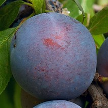 [충북농원] 슈가 서양자두 나무 묘목 - 접목1년생특묘, 단품