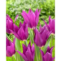 피어나라야생화 튜울립 구근 (유메 노 무라사키) 1Set 10구