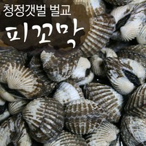 보성 벌교여자만 피꼬막 2kg (상품) 산지직송, A