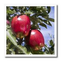 3dRose ht_90091_3 Red Delicious Apples Agriculture Idaho -Us13 Dfr1143- David R. Frazier- Iron on, 1