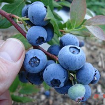 블루베리나무(레카)3년생/포트묘/묘목/F0165