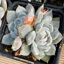 타이니버거 다육식물 군생 묵은둥이 반려식물 용인수다육