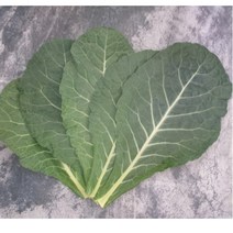 유기농 케일 즙용케일 친환경 신선초 1kg, 4+1kg