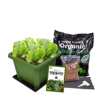 왕초보 농부 쌈채소 키우기 정사각 화분 미니텃밭세트 실내 베란다 텃밭 키친 상추 고수 들깨 부추 루꼴라