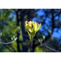 층꽃 층층이꽃 3치 포트 10개 관엽식물 조경용 노지월동 다년생 야생화(KM)