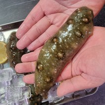 해녀가 잡은 제철 자연산 활 해삼 1kg-5kg, 3kg 54-69미 내외