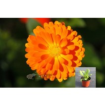 항백국화 화분 묘목 항주 백국 식용 국화 화분에 심은 실내 관화꽃은 관상용으로 먹을 수 있다, 대야 없이, 금잔주 오렌지