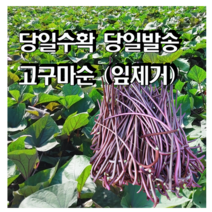 고구마 줄기 수확 잎제거 고구마순 청대 홍대 2kg 4kg, 2) 청대 4kg