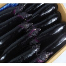 가지 국내산 가지 특 5kg 발품장터