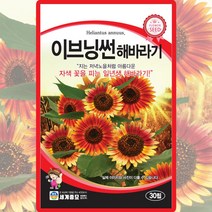 이브닝썬 해바라기 씨앗 해바라기 씨 야생화 꽃 종자 30립, 1개