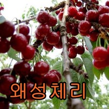 왜성체리(타이톤)접목1년특묘/묘목/나무묘목/유실수/꽃나무/과실수