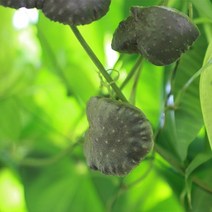 국내산 22년산 햇 열매마 하늘마, 5kg