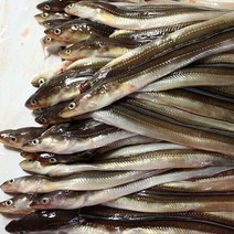 흑산도 장어 1kg 2~5미 통영 장어 배달 바다장어 손질장어 오늘저녁메뉴 집에서 장어구이 아나고, 중장어 4~5미 1kg
