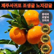 제주조생귤 노지감귤 고당도 주문 후 바로 수확 신선배송 3kg 5kg 10kg, 로얄과 5KG