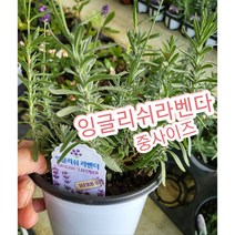 잉글리쉬라벤다-중/영국에서 가장 많이 식재되는 잉글리쉬 라벤더(English Lavender)