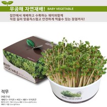 가정용 실내 건강새싹 기르기 어린이 세트 소형 새싹 재배기 씨앗세트 식물 표시사인, 적무