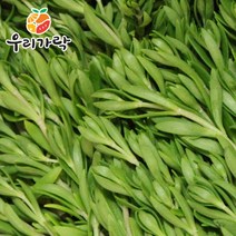 [우리가락] 돌나물(돗나물 돈나물) 500g, 1개
