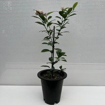 [다은꽃농원]꽃향이 매우 좋고 비타민C가 풍부한 레몬나무 키우기쉬운 실내공기정화식물 인테리어, 1개