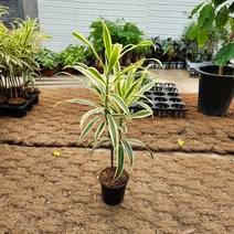 송오브인디아, 1개