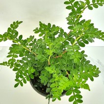 러브코리아 산초 산초나무 산초미니화분 실내공기정화식물, 단품, 1개