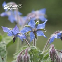 프랑스와즈 보리지 오일, 1L