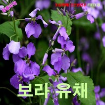 팝플라워 보라유채(소래풀) 씨앗 10립, 상세페이지 참조