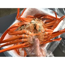 포항 구룡포 산지직송 제철 대게 자숙 연지 홍게 3kg, 특 A급 연지홍게 3kg (12마리내외), 1개