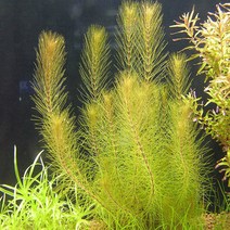 [수초] 로타라 와리키 (6촉), 단품, 단품