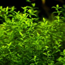 365수족관 펄그라스 초보수초 [5촉], 1개