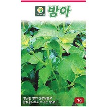 곤드레 100립 - 씨 씨앗 곤드레씨앗 곤드레씨 나물씨 나물씨앗 민속채소 채소씨 채소씨앗 고려엉겅퀴, 17_다농_방아(1g)