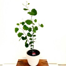 에덴플랜트 유칼립투스 폴리안 중품 인테리어식물 공기정화 허브화분 감성식물 비염에좋은식물, 1개